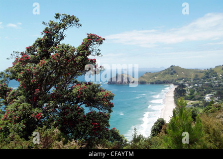 Neuseeland, Nordinsel, Coromandel Peninsula, Pohutukawa Baum, die roten Blüten erscheinen um die Weihnachtszeit Stockfoto