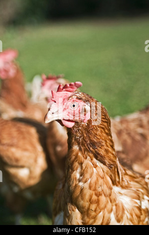 Eine isolierte Rettung (ohne Batterie)-Huhn Stockfoto