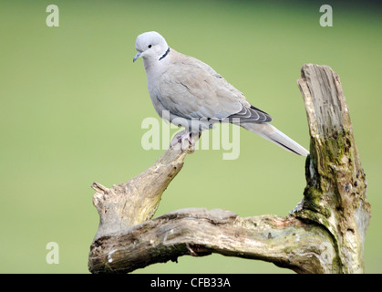 Ein Collared Dove (Streptopelia Decaocto) sitzt auf einem Baumstumpf. Stockfoto