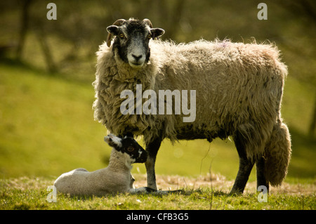 Seitenansicht eines Swaledale-Mutterschafs, das neben ihrem Lamm steht. Stockfoto