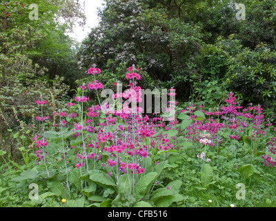 Borde Hill GardensCandelabra Primula grenzt an die Tierwelt Teich in der Nähe von Garden of Allah Borde Hill Stockfoto