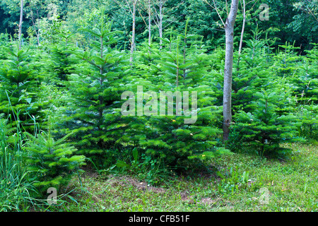 Europa, Deutschland, Bayern, Oberbayern, Berchtesgaden County, Natur, Landschaft, Baum, Bäume, Holz, Wald, Tanne, Tannen, Weihnachten Stockfoto