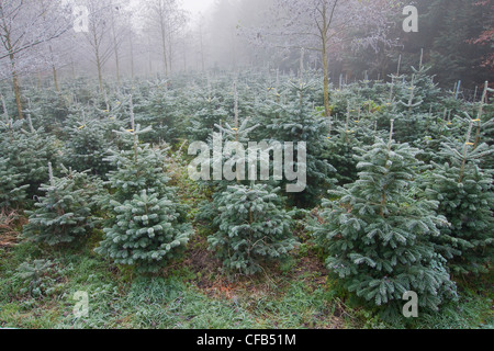 Europa, Deutschland, Bayern, Oberbayern, Berchtesgaden County, Natur, Landschaft, Baum, Bäume, Holz, Wald, Tanne, Tannen, Weihnachten Stockfoto