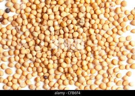 Senfkörner Makro, Studio gedreht Stockfoto