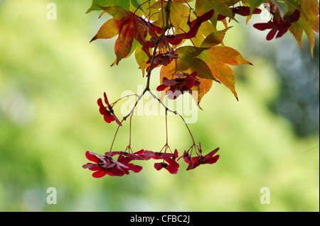 Japanischer Ahorn in herbstlichen Farben Stockfoto