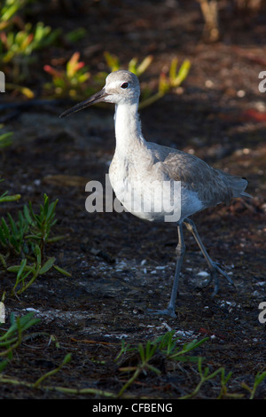 Willett (Tringa Semipalmata) auf der Suche nach Nahrung (Ding Darling Wildlife Refuge, Florida) Stockfoto