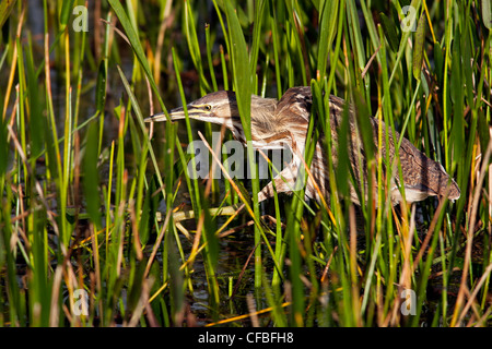 Amerikanische Rohrdommel - grüne Cay Feuchtgebiete - Boynton Beach, Florida USA Stockfoto