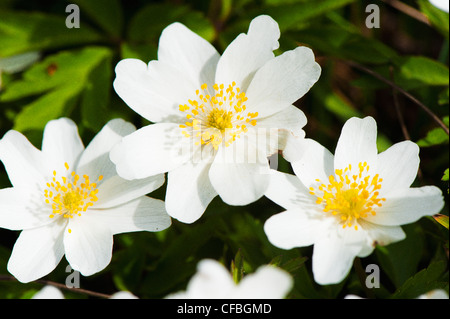 Anemone, Anemone Nemorosa, Blume, Blüte, Blüte, Holz Anemone, Flora, Frühling, Frühling Blüte, Hahnenfuß Familie, Jura, Kanton B Stockfoto