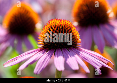 Asteraceae, Blume, Blüte, Blüte, Compositae, Echinacea 'Fatal Attraction', Garten, Kanton Bern, Komposite, Koppigen, Korbblüt Stockfoto