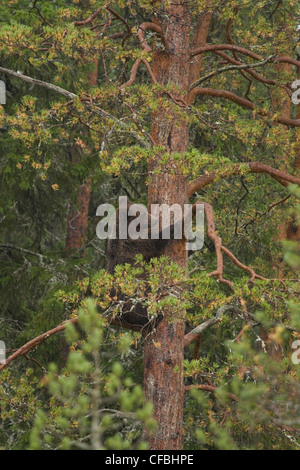 Europa, Skandinavien, Finnland, Wildnis, Wildtiere, Freiheit, Freiheit, Bären, wilde Tiere, Raubtiere, Tiere, Tier, Allesfresser, Stockfoto