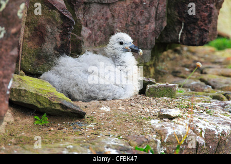 Felswand hinunter, Fulmar, Fulmarus Glacialoides, Handa island, junge, Vogel, nest, Silber Sturm Vogel Stockfoto