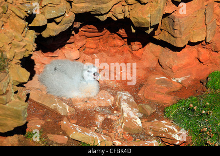 Felswand hinunter, Fulmar, Fulmarus Glacialoides, Handa island, junge, Vogel, nest, Silber Sturm Vogel Stockfoto