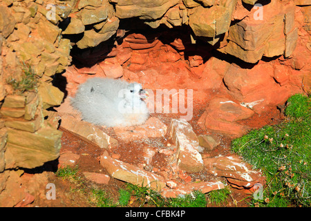 Felswand hinunter, Fulmar, Fulmarus Glacialoides, Handa island, junge, Vogel, nest, Silber Sturm Vogel Stockfoto