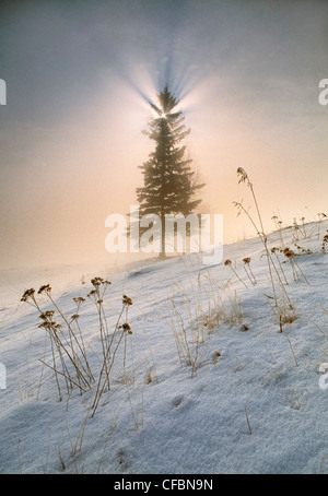 Sonnenaufgang und Nebel in der Nähe von Drayton Valley, Alberta, Kanada Stockfoto