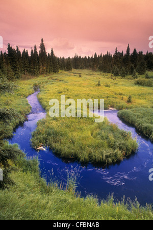 Entlang dem borealen Island Trail Riding Mountain National Park, Manitoba, Kanada Stockfoto