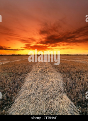 Geernteter Weizenernte bei Sonnenuntergang im Herbst, Leduc, Alberta, Kanada Stockfoto