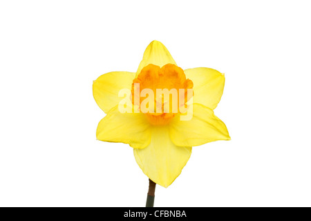 Einzelne Narzisse Blüte mit gelben Blüten und eine orange Trompete isoliert gegen weiß Stockfoto