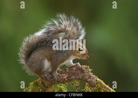 Östliche graue Eichhörnchen (Sciurus Carolinensis) auf Barsch an Victoria, Vancouver Island, British Columbia, Kanada Stockfoto