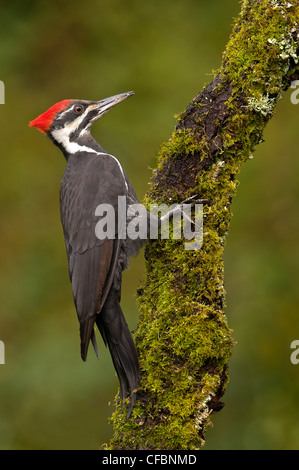 Weibliche Helmspecht (Dryocopus Pileatus) auf Baumstamm bei Victoria, Vancouver Island, British Columbia, Kanada Stockfoto