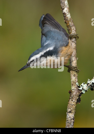 Red-breasted Kleiber (Sitta Canadensis) thront auf Zweig, Victoria, Vancouver Island, British Columbia, Kanada Stockfoto