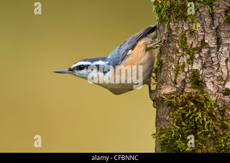 Red-breasted Kleiber (Sitta Canadensis) thront auf Baumstamm, Victoria, Vancouver Island, British Columbia, Kanada Stockfoto