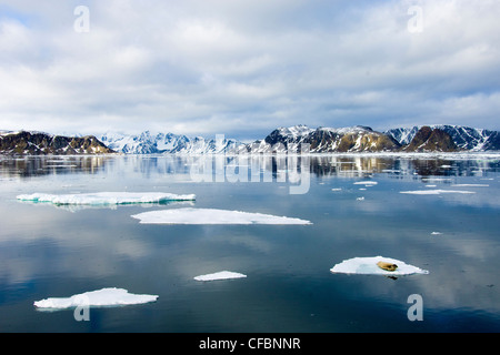 Männlichen Erwachsenen bärtigen Siegel (Erignathus Barbatus) ruht auf einer Eisscholle, Spitzbergen, Arktis Norwegen Stockfoto