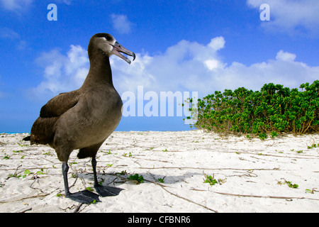 Erwachsene schwarz – Schwarzfuß Albatros (Diomedea Nigripes), Midway-Atoll, Hawaii Stockfoto