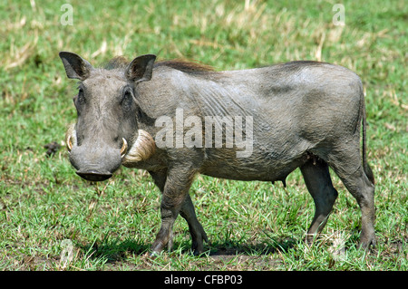 Erwachsene weibliche Warzenschwein (Phacochoerus Aethiopicus), Ostafrika Stockfoto