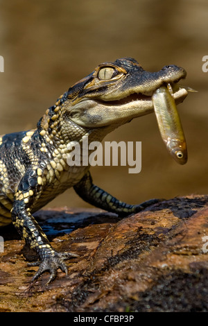 Jungtier amerikanischer Alligator (Alligator Mississippiensis), Zentral-Florida, USA. Stockfoto