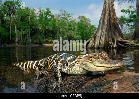 Juvenile amerikanischer Alligator (Alligator Mississippiensis), Zentral-Florida, USA. Stockfoto