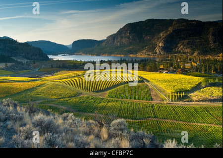 Blue Mountain Vineyard im Herbst, Okanagan Falls, Okanagan Valley, British Columbia, Kanada Stockfoto