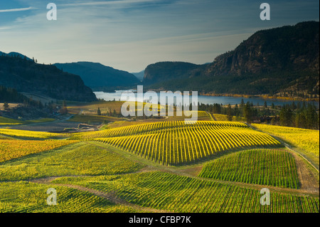 Blue Mountain Vineyard im Herbst, Okanagan Falls, Okanagan Valley, British Columbia, Kanada Stockfoto