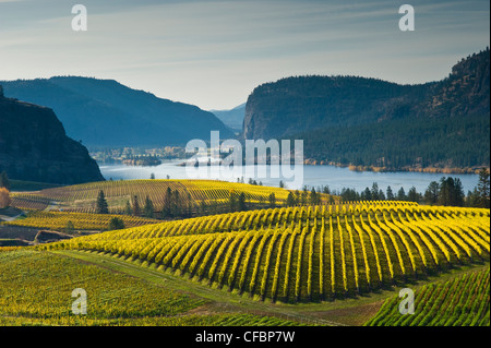 Blue Mountain Vineyard im Herbst, Okanagan Falls, Okanagan Valley, British Columbia, Kanada Stockfoto