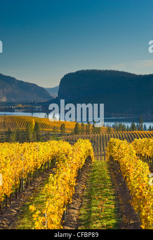 Blue Mountain Vineyard im Herbst, Okanagan Falls, Okanagan Valley, British Columbia, Kanada Stockfoto