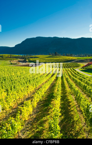 Blue Mountain Vineyard im Herbst, Okanagan Falls, Okanagan Valley, British Columbia, Kanada Stockfoto