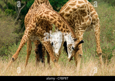 Erwachsene männliche Giraffen (Giraffa Plancius) sparring in einer Dominanz Darstellung, Masai Mara Reserve, Kenia, Ostafrika Stockfoto