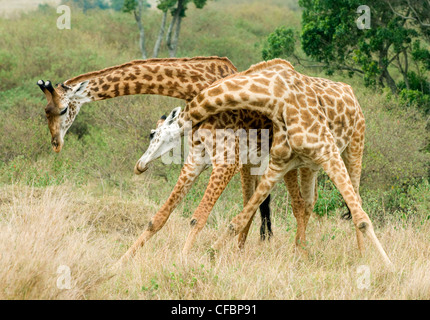 Erwachsene männliche Giraffen (Giraffa Plancius) sparring in einer Dominanz Darstellung, Masai Mara Reserve, Kenia, Ostafrika Stockfoto