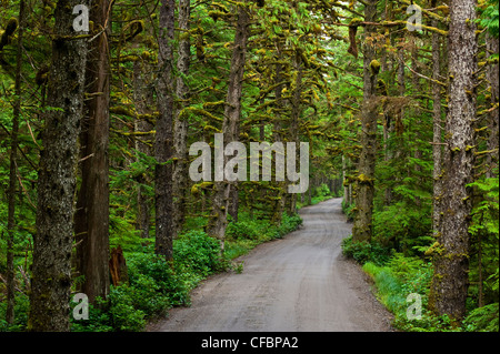 Straße durch den Regenwald, Tow Hill, Naikoon Provincial Park, Queen Charlotte Islands, British Columbia, Kanada Stockfoto