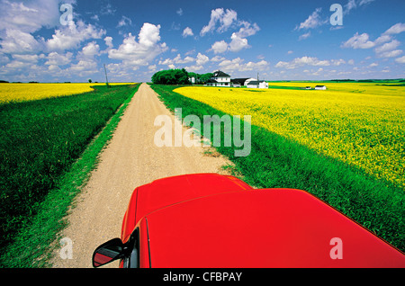 Blick aus einem LKW mit Blick auf einer Landstraße mit blühenden Raps-Felder und Bauernhof, Tiger Hügel, Manitoba, Kanada Stockfoto