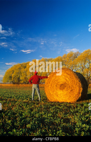 Ein Bauer blickt auf seine Luzerne-Feld in der Nähe von Winnipeg, Manitoba, Kanada Stockfoto