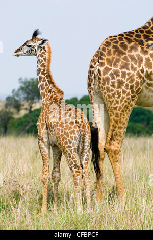 Mutter Giraffe (Giraffa Plancius) und Baby, Masai Mara Reserve, Kenia, Ostafrika Stockfoto