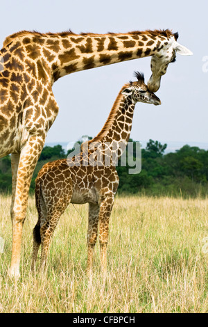 Mutter Giraffe (Giraffa Plancius) und Baby, Masai Mara Reserve, Kenia, Ostafrika Stockfoto