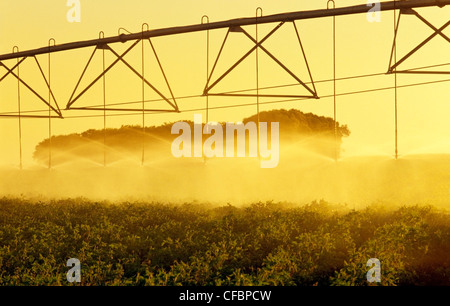 Eine Center Pivot-Bewässerungssystem bewässert Kartoffeln in der Nähe von Holland, Manitoba, Kanada Stockfoto
