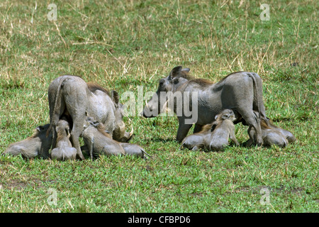 Mutter Warzenschwein (Phacochoerus Aethiopicus) und Ferkel, Krankenpflege, Ostafrika Stockfoto