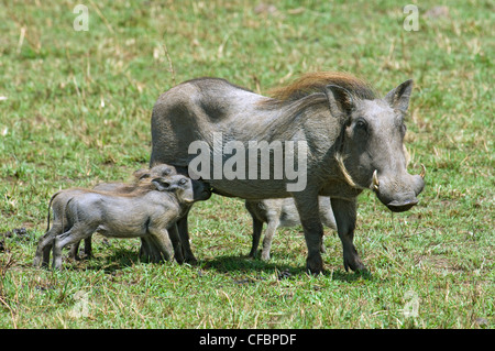 Mutter Warzenschwein (Phacochoerus Aethiopicus) und Ferkel, Krankenpflege, Ostafrika Stockfoto