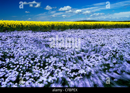 Vom Wind verwehten blühenden Flachs-Feld mit Raps im Hintergrund in der Nähe von Somerset, Manitoba, Kanada Stockfoto