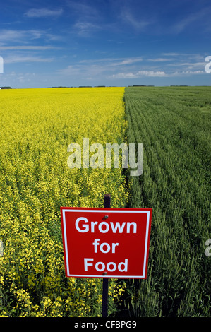 Blühender Raps und Frühling Weizen-Felder mit "Gewachsen für Nahrung" Zeichen in der Nähe von Dugald, Manitoba, Kanada Stockfoto