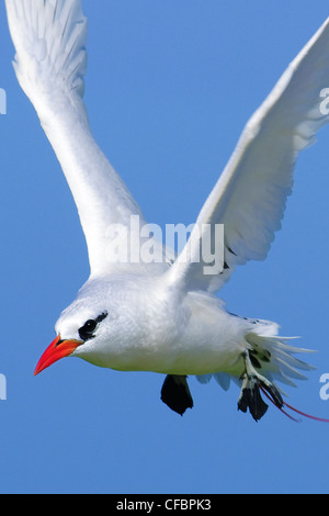 Red-tailed Tropicbird (Phaethon Rubicauda), Midway-Atoll, Hawaii Stockfoto