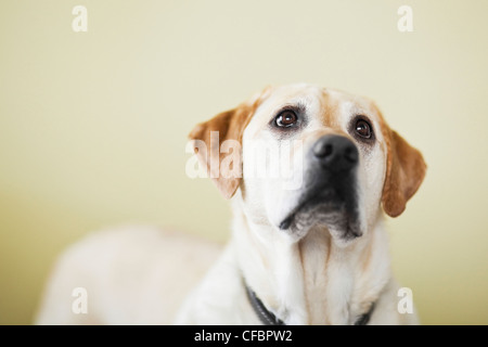 Gelber Labrador Retriever Hund nachschlagen. Winnipeg, Manitoba, Kanada. Stockfoto