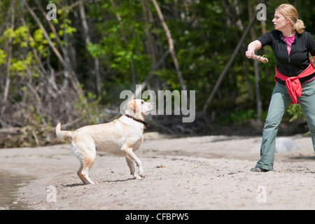 Frau wirft Stock Hundestrand gelben Labrador Stockfoto